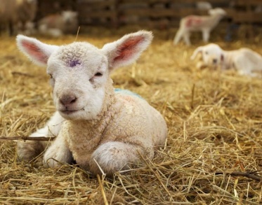 farm animal in ford wetley holiday cottage in peak district