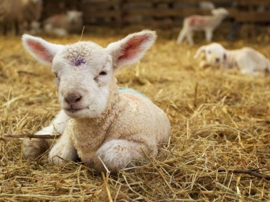 farm animal in ford wetley holiday cottage in peak district